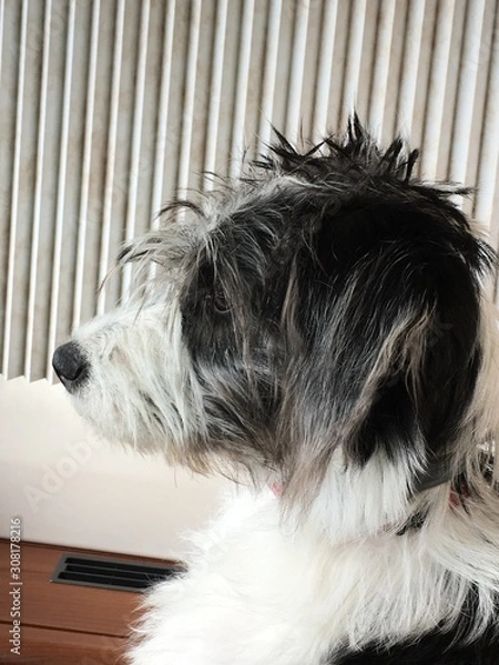 Fototapeta Chien Griffon