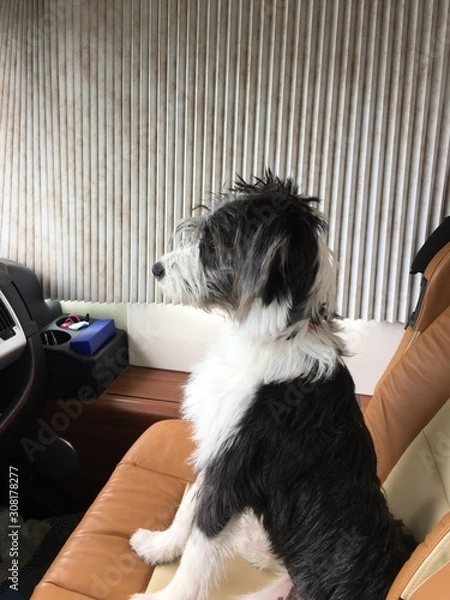 Fototapeta Chien Griffon