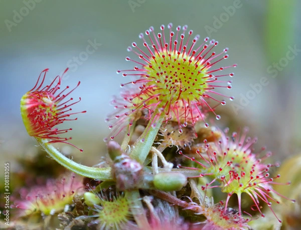 Fototapeta Common Sundew