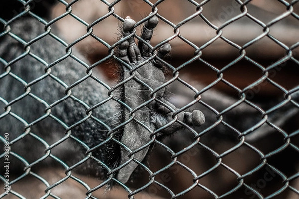 Obraz Primate feet in a cage