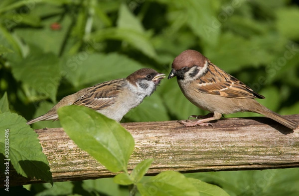 Obraz Spatz mit Jungvogel