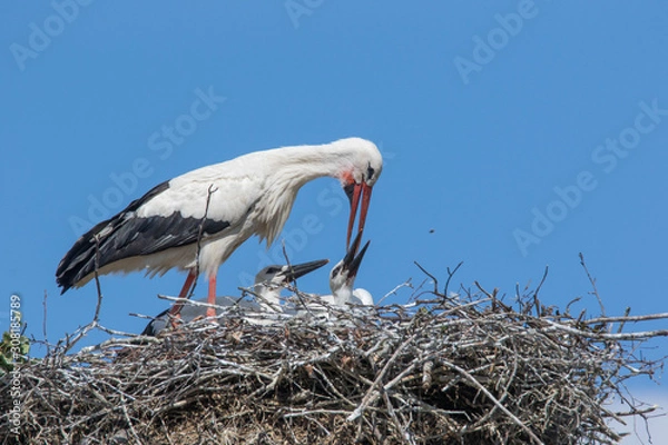 Obraz Weißstorch mit Jungvogel