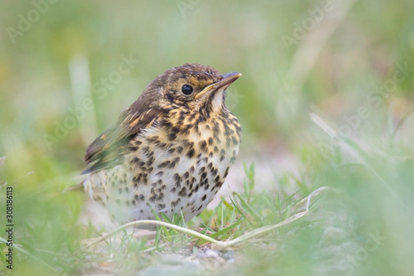 Obraz Singdrossel Jungvogel