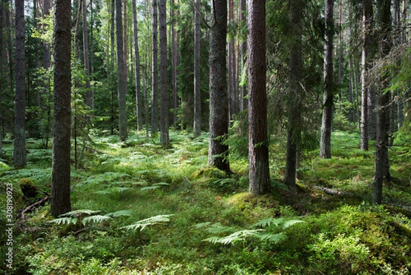 Obraz Forêt de pins dans le parc national de Lahemaa, Estonie.