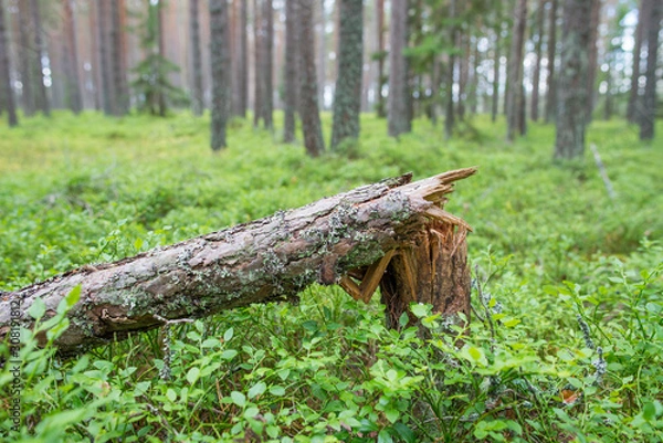 Obraz Tronc cassé, forêt de pins dans le parc national de Lahemaa, Estonie.