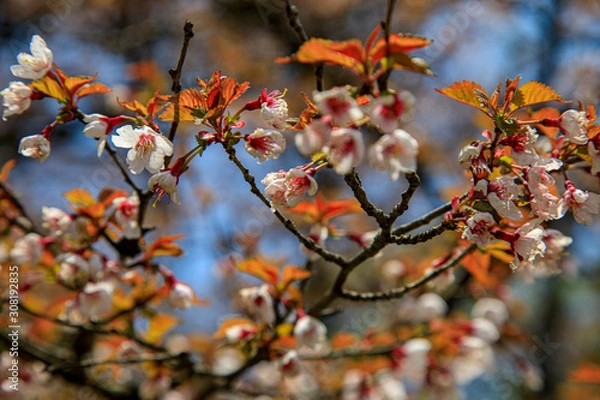 Obraz 蛭ヶ岳、丹沢山、塔ノ岳 35