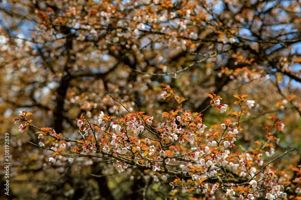 Obraz 蛭ヶ岳、丹沢山、塔ノ岳 36