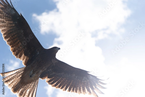 Obraz 空を飛ぶ鷹