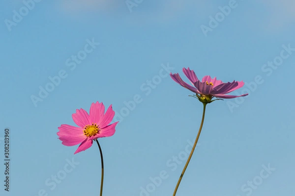 Obraz 2輪のコスモス