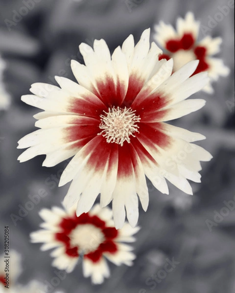 Obraz Floral Photographic Art
