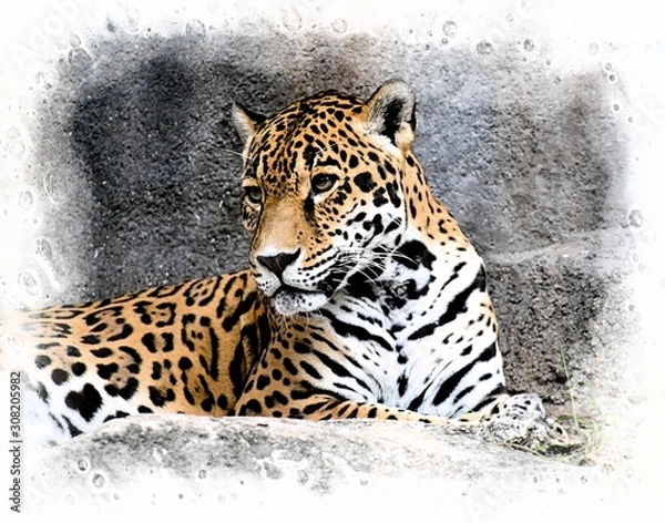 Obraz Posing Leopard for Wall Art