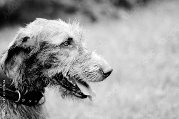 Obraz Portrait of irish wolfhound