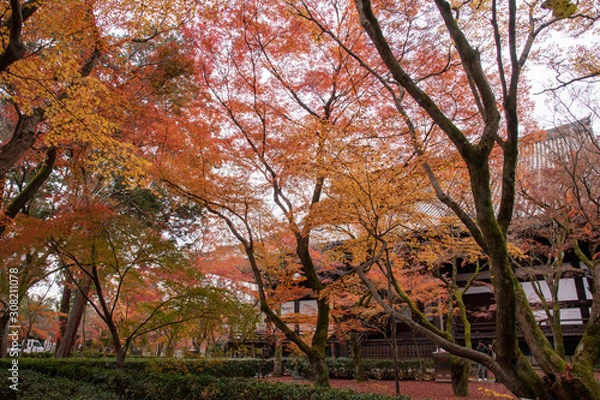 Fototapeta 真如堂の紅葉絨毯