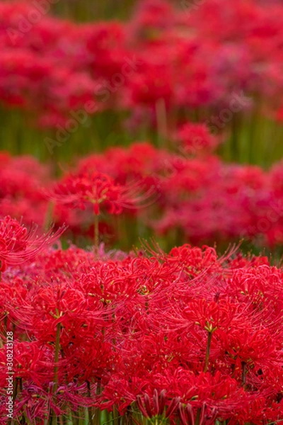 Fototapeta 彼岸花畑　秋イメージ