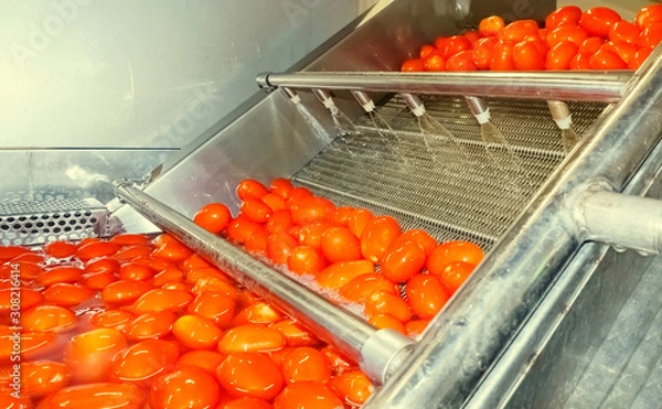 Fototapeta Red tomatoes fall into tanks filled with water to wash and come out clean for further processing.