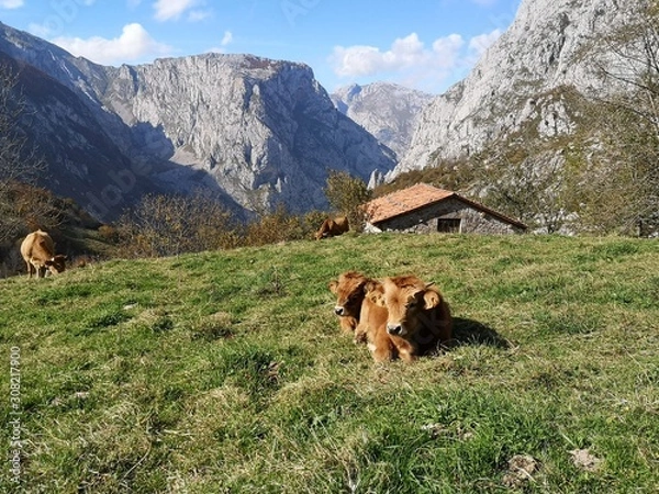 Obraz Paysage des Asturies