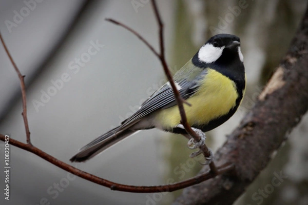 Fototapeta Great Tit