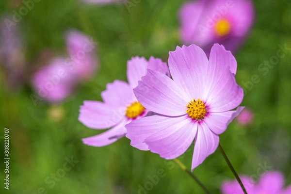 Fototapeta コスモス畑　秋イメージ