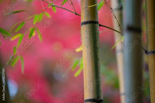 Fototapeta 竹と紅葉　和風な秋イメージ