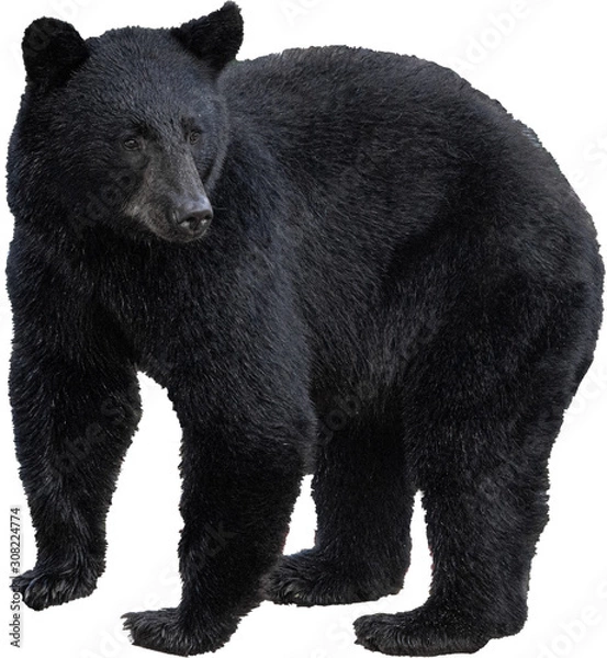Obraz black bear isolated on white
