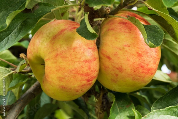 Obraz Pommes Rubinette