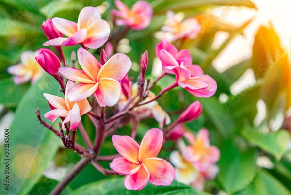 Obraz A beautiful bunch of tropical frangipani flowers. Plumeria blooms pink and yellow and white. Fresh spa flowers at sunset. Asian or carribean flower garden