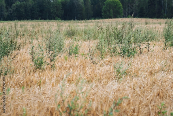 Obraz Organic cereal field full with weeds