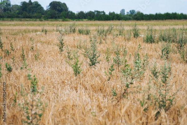 Obraz Organic cereal field full with weeds