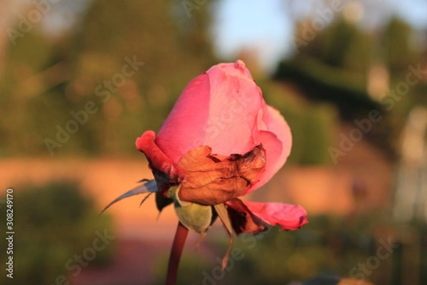 Obraz red rose in garden