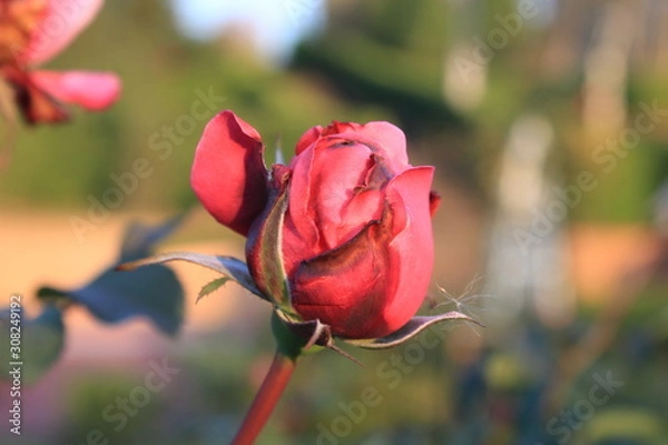 Obraz red rose in the garden