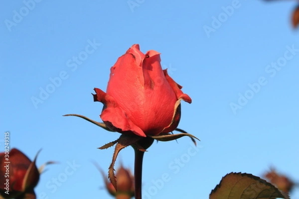 Obraz red rose