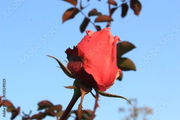 Obraz red rose