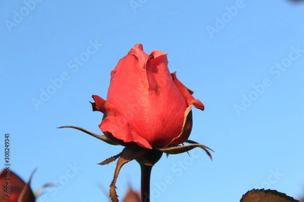 Obraz red rose