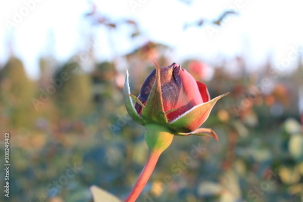 Obraz red rose on green background