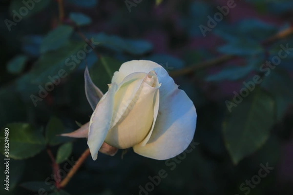 Obraz white rose