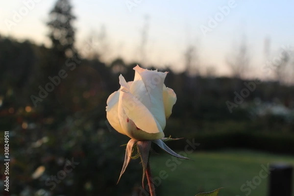 Obraz white rose