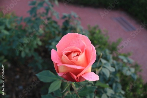 Obraz pink rose
