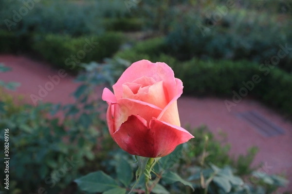 Obraz pink rose