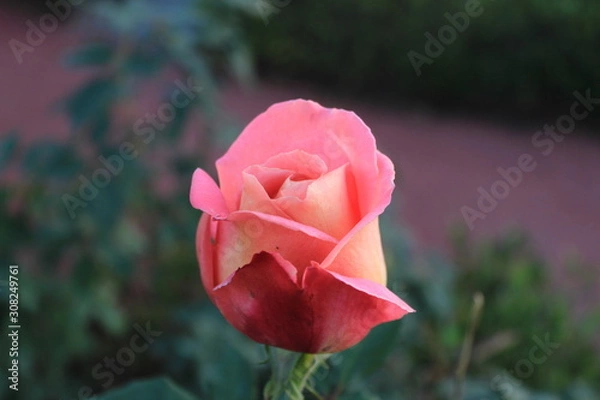 Obraz pink rose