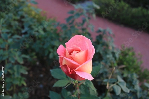 Obraz pink rose