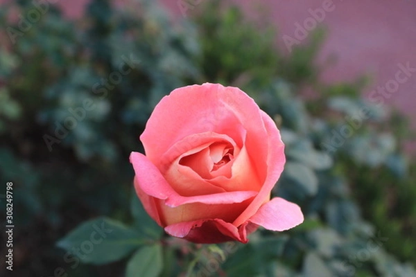 Obraz pink rose