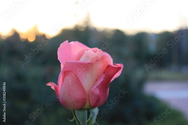 Obraz pink rose