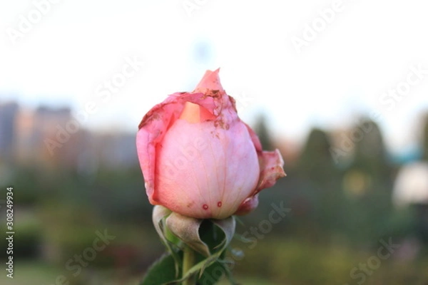Obraz pink rose