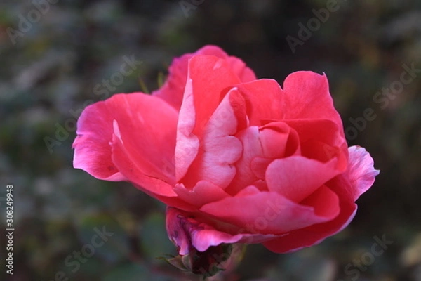 Obraz pink rose