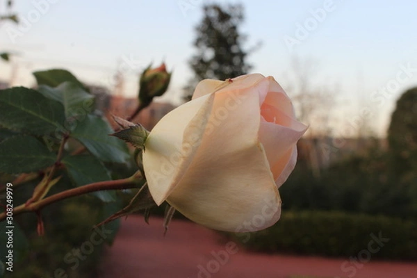 Obraz white rose