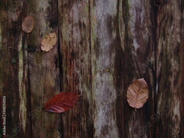 Obraz red leaf on wood