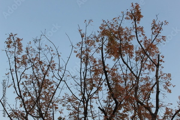 Obraz tree in the sky