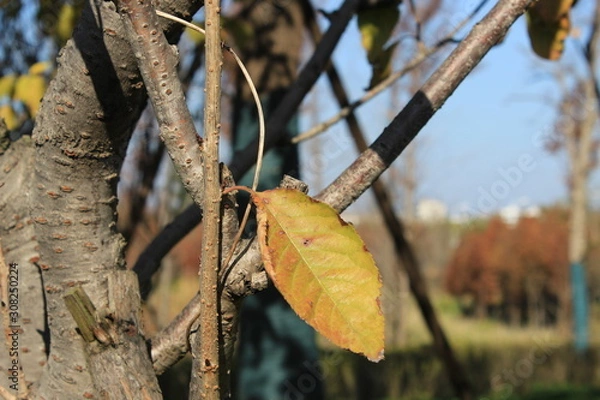 Obraz autumn leaves on tree