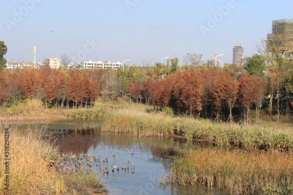 Obraz grass and blue sky