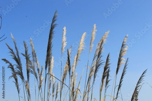 Obraz grass and blue sky